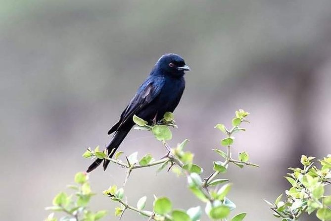 4 Days Wildebeest Migration Budget Safari Masai Mara - Wildebeest Migration Experience