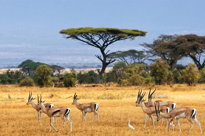 4 Hours Group Safari to Nairobi National Park Game Drive - Inclusions and Exclusions
