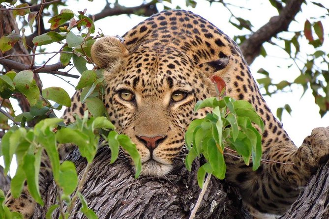 4 Tanzania Classic Safari