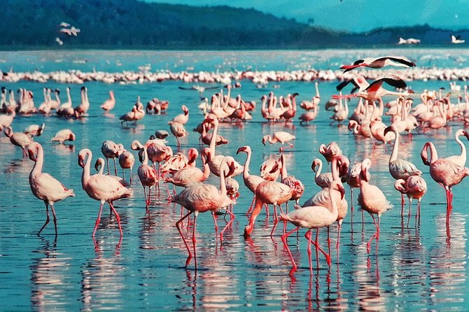 4Days/3Nights Comfort in Serengeti, Ngorongoro ,L Manyara - Tour Package Details
