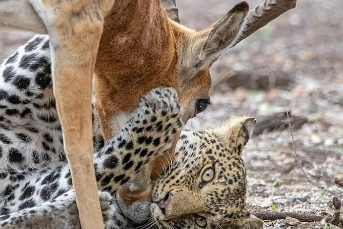 4days 3nights Safari to Mikumi, Ruaha National Park and Maasai Village - Safari Itinerary Overview