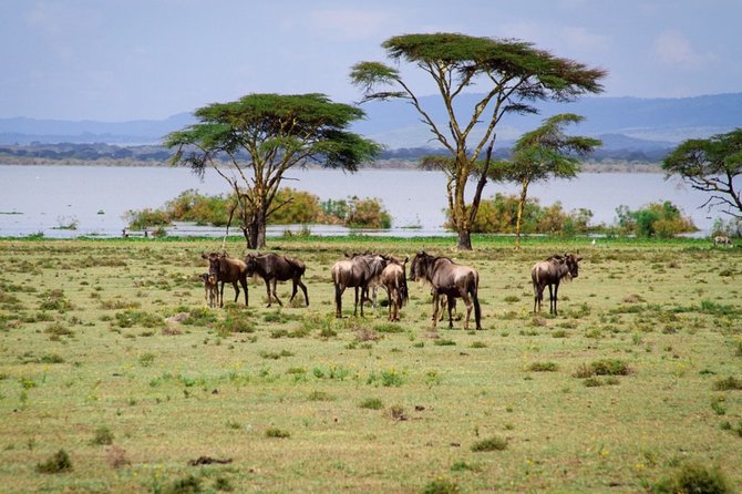 4days Masai Mara and Lake Nakuru Group Joining Budget Safari - Safari Itinerary
