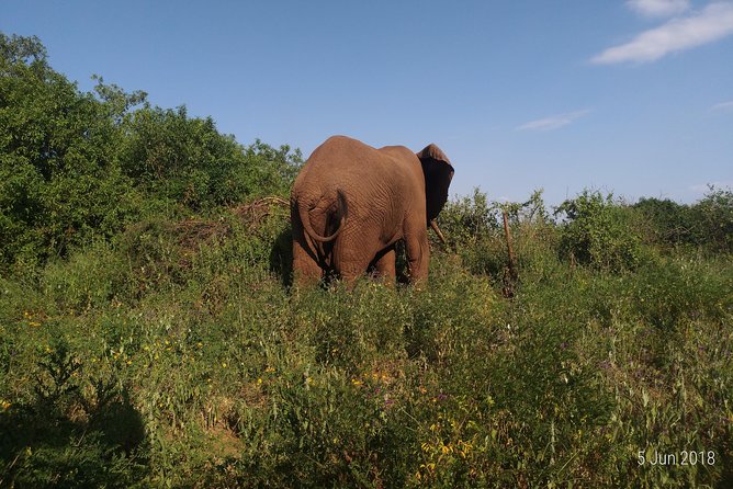 4days Safari