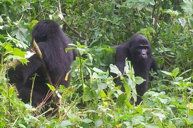 5 Day Gorillas and White Water Rafting Uganda Safari Adventure