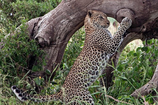 5 Day Join Group Serengeti, Ngorongoro, Tarangire and Lake Manyara - Tour Itinerary