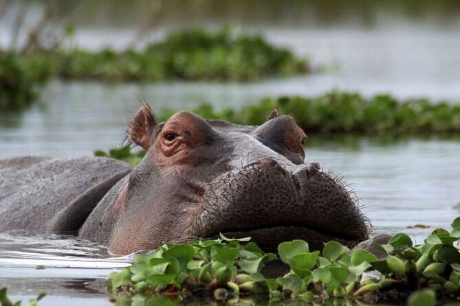 5-Day Masai Mara Lake Nakuru and Naivasha Small-group Safari Tour - Tour Itinerary