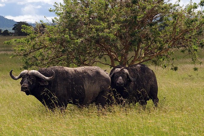 5-Day Mikumi & Ruaha Tanzania Wildlife Lodge Safari - Safari Itinerary