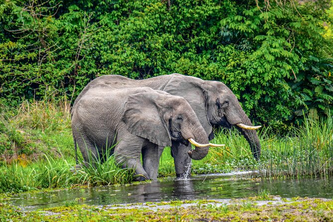 5-Day Private Guided Gorillas and Wildlife Safari Tour