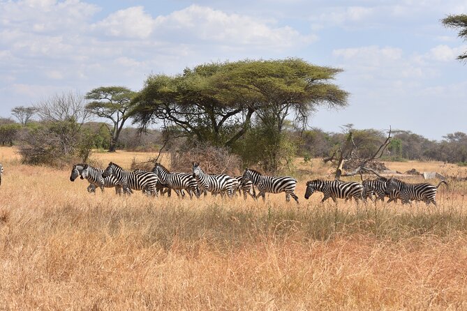 5-Day Private Safari in Serengeti Np & Ngorongoro Crater - Wildlife Encounters