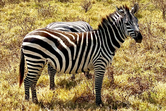 5-Day Private Safari in the Serengeti With Accommodation - Tour Highlights