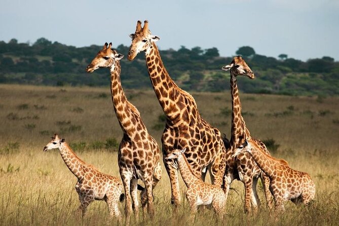 5-Day Private Tour Mikumi National Park and Selous Game Reserve