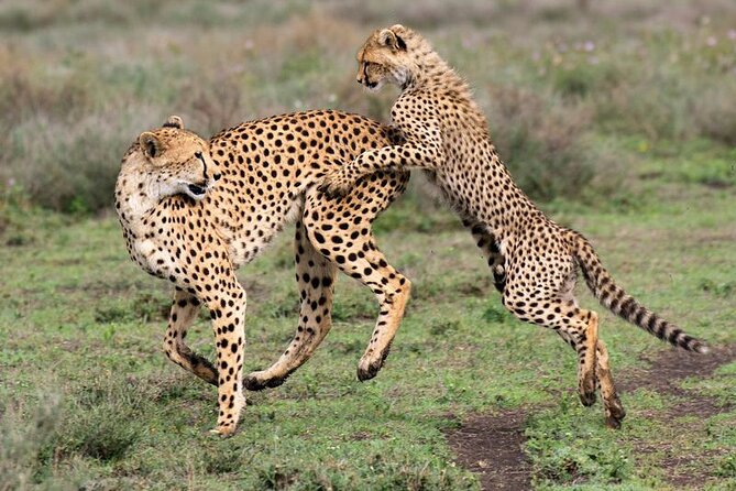 5 Day Safari in Tarangire, Serengeti and Ngorongoro Wonders - Safari Highlights