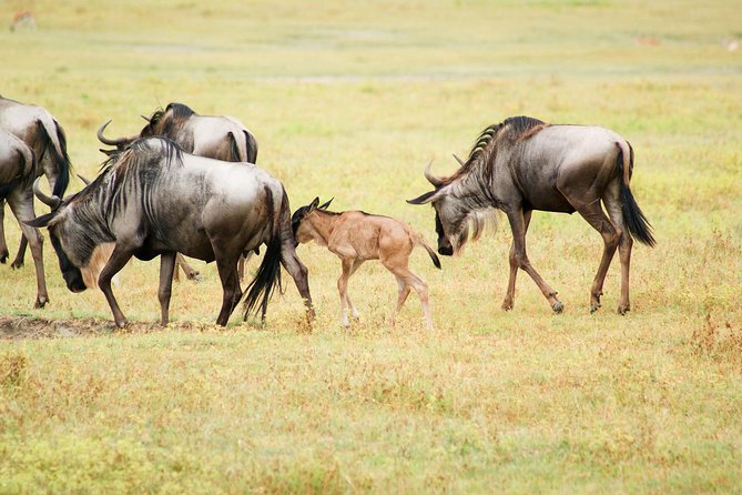 5 Day Serena Luxury Tanzania Safari - Tour Details