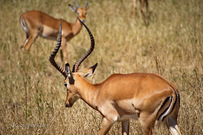 5 Days / 4 Nights Join Group Safari - Safari Package Inclusions