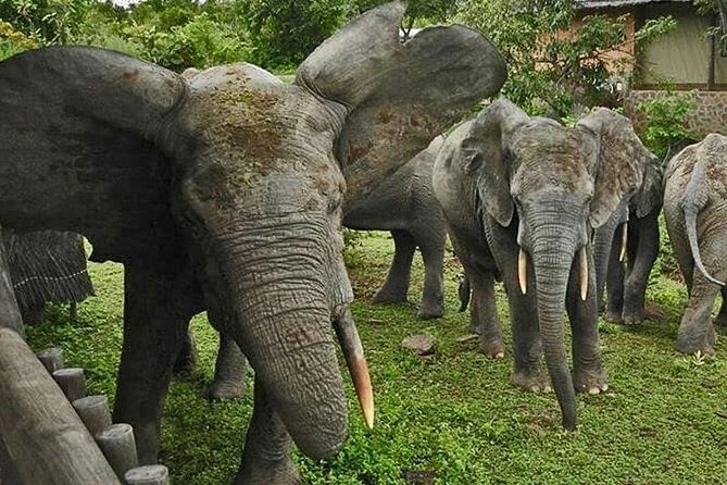 5 Days Adventurous Wildlife Safari in Mole National Park, Ghana - Accommodations and Meals