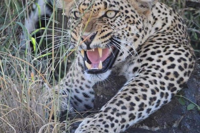 5 Days Budget Mid Range Safari Tour Tanzania