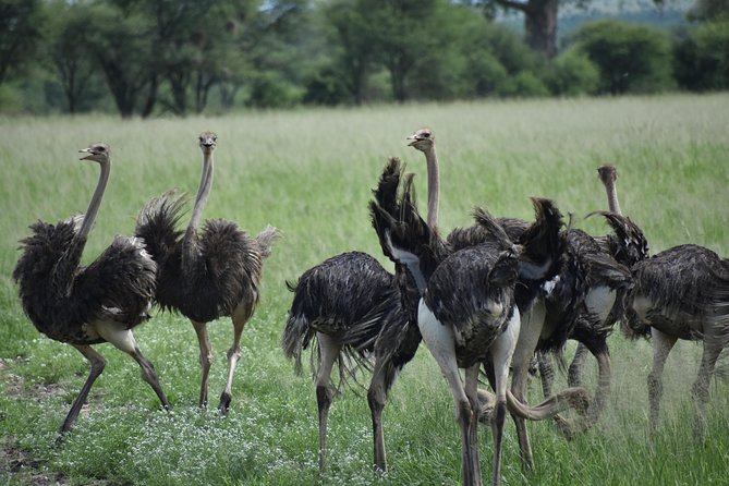 5 DAYS BUDGET SAFARI ( Tarangire, Ngorongoro Crater & Serengeti National Parks) - Safari Itinerary Overview