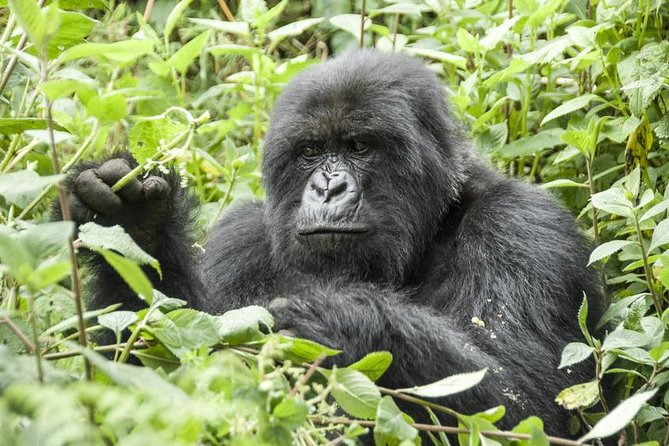 5 Days Gorillas and Chimpanzee Tracking - Meeting and Pickup Information