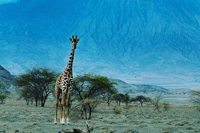 5 Days Marangu Hiking Walking Tour to Kilimanjaro Summit - Accommodation Information