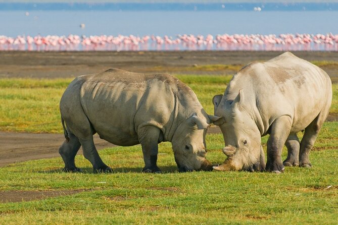 5 Days Masai Mara, Lake Nakuru & Naivasha Budget Joining Safari - Accommodation and Meals Included