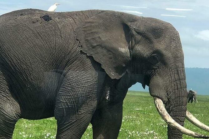 5 Days Nothern Tanzania Camping Safari - Safari Itinerary Overview