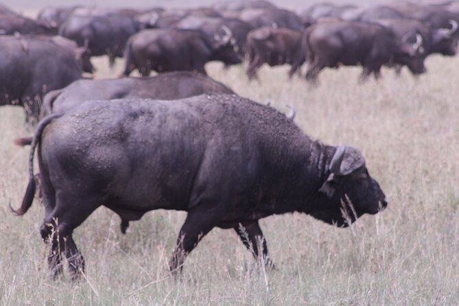 5-Days Private Tanzania Safari Tour - Itinerary Overview