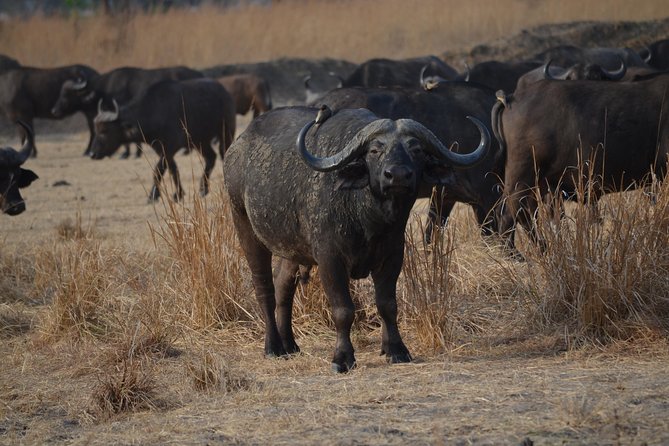 5 Days Safari- Mikumi, Ruaha National Park And Udzungwa National Park.