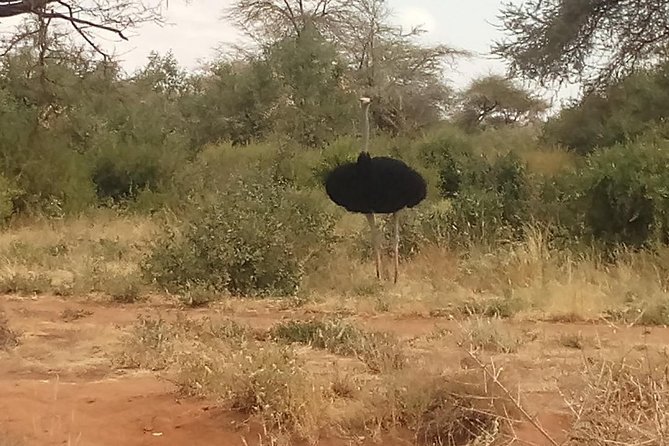 5 Days Safari to Amboseli N/P, Lumo Wildlife Sanctuary,Tsavo East N/P- Luxury. - Itinerary Overview