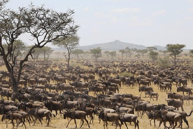 5 Days Serengeti Migration Safari