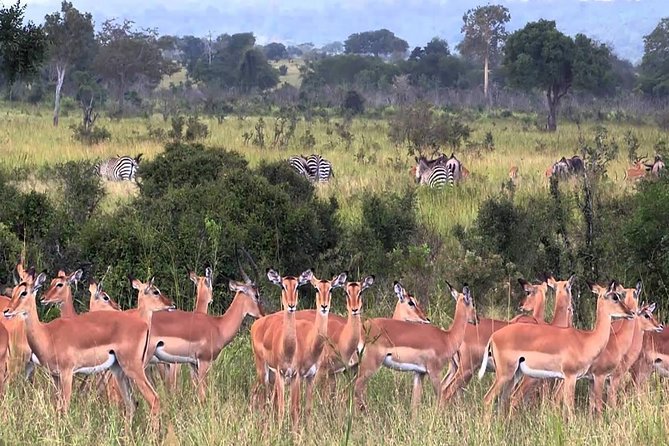 5 Days Serengeti Wildebeest Migration Safari - Wildlife Viewing Experiences