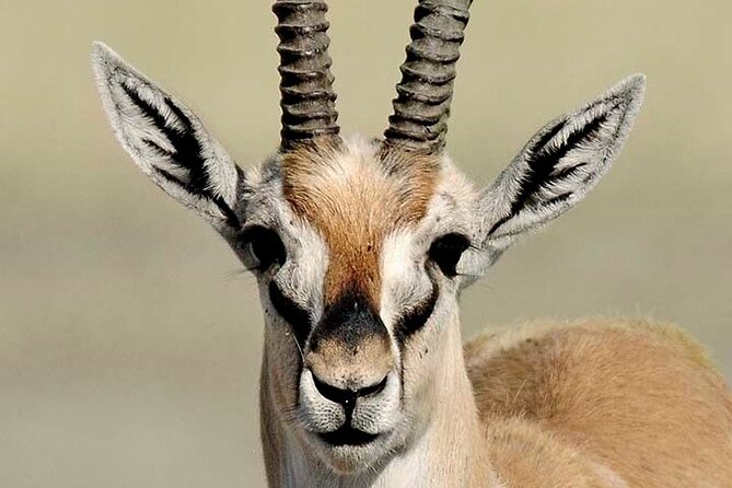 5 Days Tanzania Big 5 Safaris - Safari Itinerary