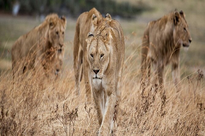 5-Days Tanzania Joining Group Safari : Best Price 2024/2025 - Meeting and Pickup Information