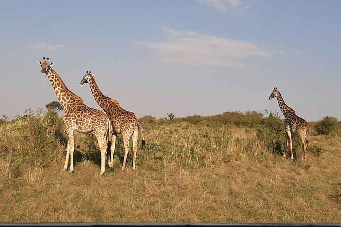 5 Days Thrilling Safari in Maasai Mara Lake Nakuru, Lake Naivasha , Kenya - Safari Itinerary Overview