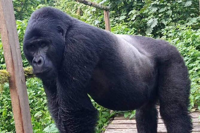 5 Days Uganda Primate And Gorilla Trekking Luxury Safari - Tour Highlights