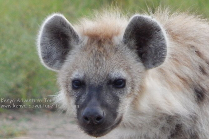 5 Hour Nairobi National Park Game Drive - Photography Tips