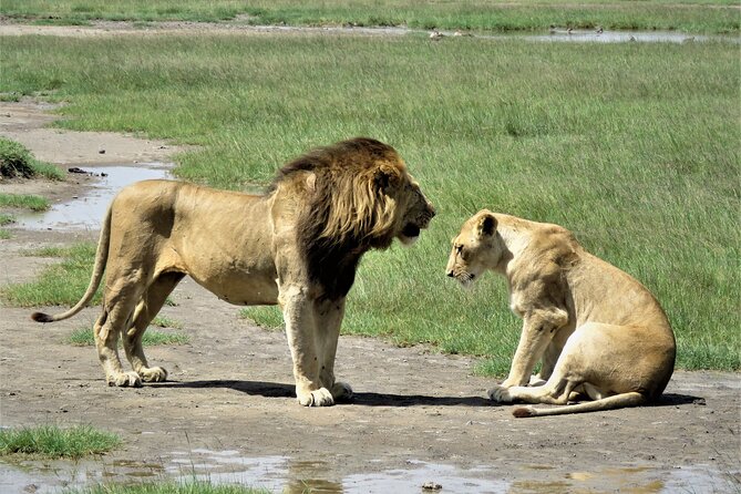 24 Best Safari Tours In Kilimanjaro
