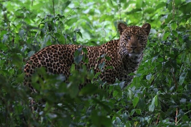 6-Day Amboseli, Lake Naivasha & Maasai Mara Safari - Safari Activities Schedule