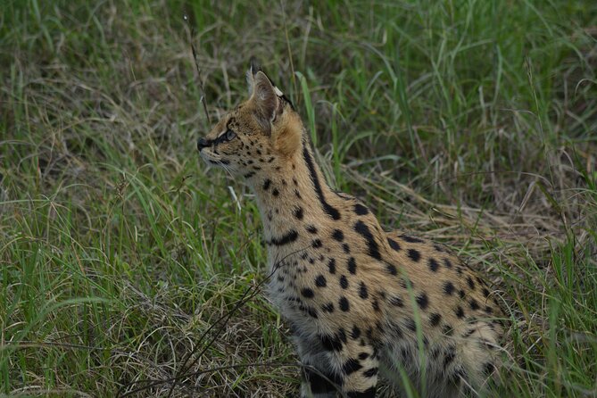 6-Day Essence of Serengeti & Ngorongoro Migration Safari - Tour Highlights