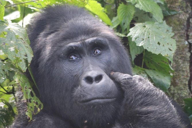 6 Day Gorillas, Golden Monkeys and Chimp Trek at Kibale - Tour Itinerary