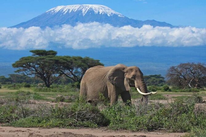 6-Day Kenya Safari to Masai Mara, Lake Nakuru and Amboseli - Safari Activities Included