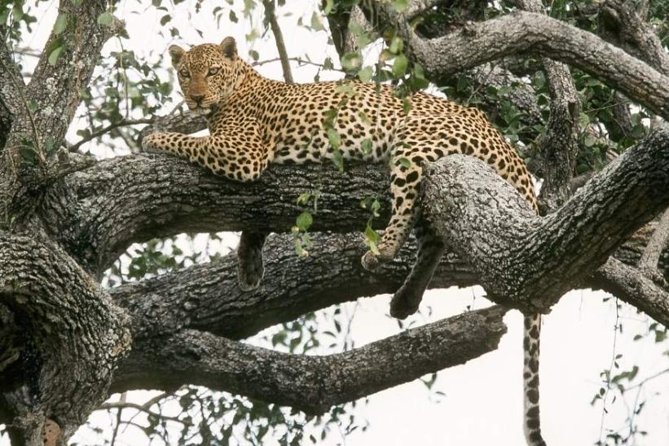 6-Day Murchison Falls and Kidepo NP Wildlife Safari
