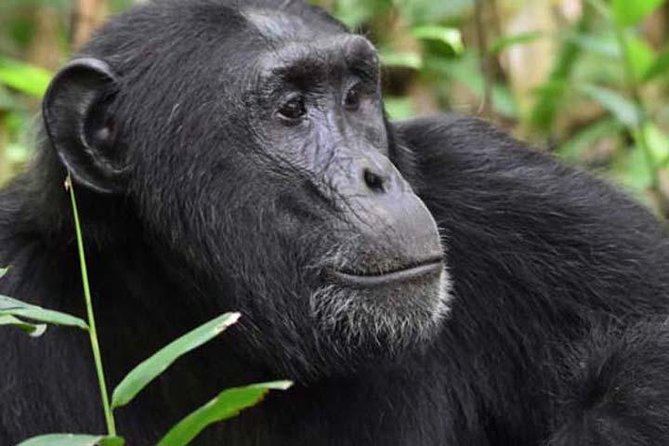 6-Day Primates Tracking & Wildlife Game Viewing - Trip Overview