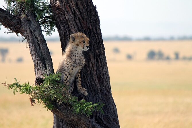 6-Day Tanzania Adventures Safaris - Group Joining Camping Safaris - Itinerary Highlights