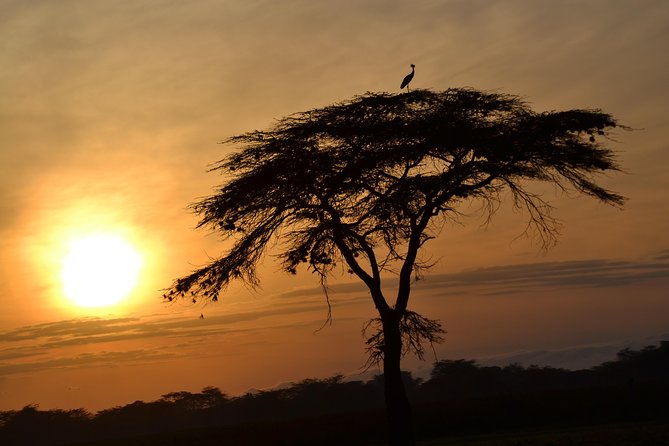 6 Days Amboseli, Lake Nakuru and Masai Mara - Amboseli National Park Safari