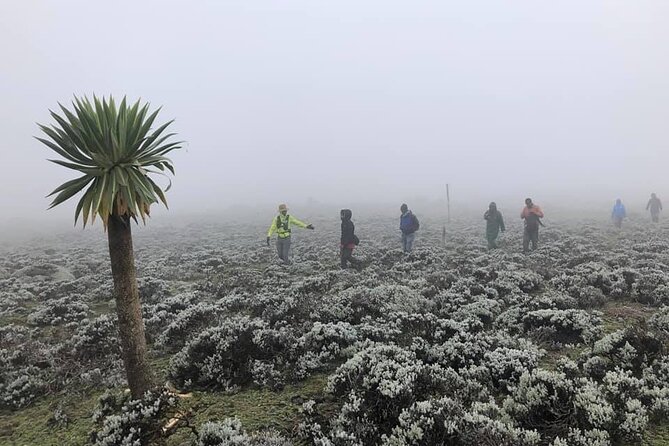 6 Days Bale Mountains Trekking - Accommodation Details