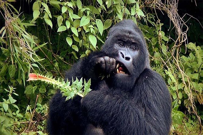 6 Days Chimps, Gorillas & Murchison Falls Africas Big Five Experience Safari - Itinerary Highlights