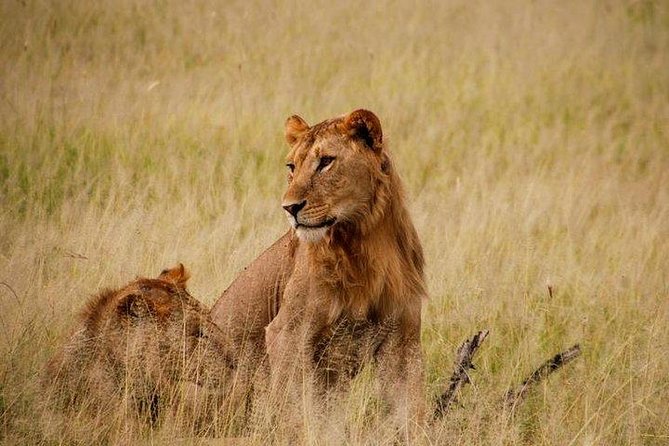 6 Days Gorilla & Chimpanzee Safari in Uganda