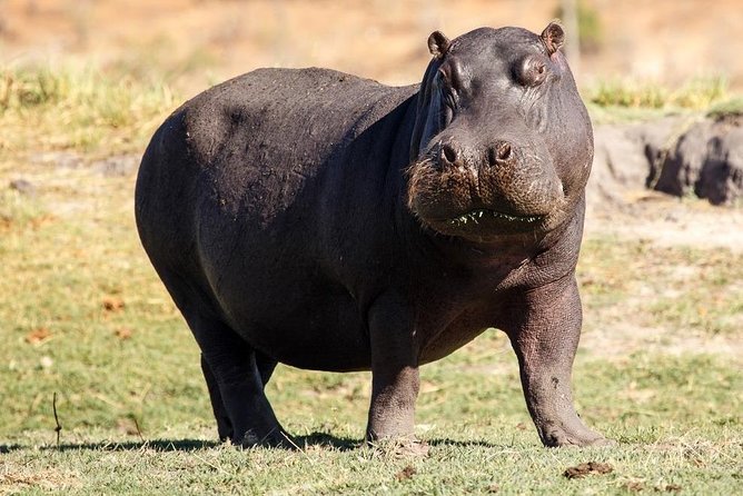 6 Days Guided Safari: Nairobi / Lake Nakuru / Lake Naivasha / Masai Mara N R - Safari Itinerary Overview