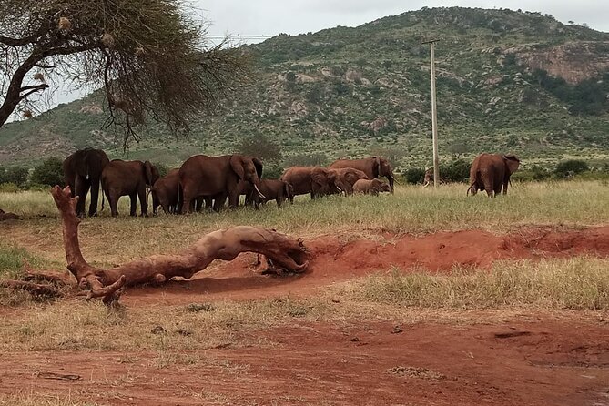 6 Days Kenya Masai Mara,Lake Nakuru & Amboseli Wildlife Safari