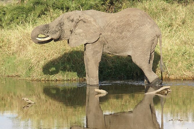 6 Days Luxury Wildlife Tanzania Safari - Pickup Details and Logistics